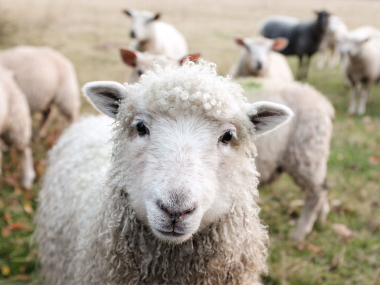 portrait of a sheep